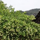 비오는날 선비촌 축제 영주(풍기) 이미지