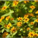 한국의 자원식물. 여름과 잘 어울리는 국화과 식물, 멜람포디움[Melampodium] 이미지