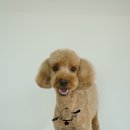 숑숑펫살롱 이미지