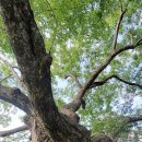 가야면 매안리 이미지