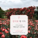세븐일레븐부천원미도당점 | 부천 장미명소 추천 🌹 도당공원 장미축제 주차 정보&amp; 갓 구운 와플 맛집까지 후기
