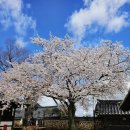 금성관/목사내아 | 광주근교 나주 벚꽃 명소 추천｜숨은 벚꽃 맛집 금성관 근처 목사내아 + 주차 팁 🌸 [봉슐랭 요약]