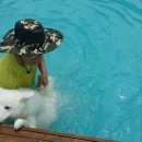 도그베이 이미지