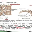 [12강-몸통뼈대-2](112강) 척추뼈 구조, 결합조직의 적응, 연골의 3가지형태, 일반적뼈생리학-최소필요장력 등 이미지