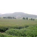 은곡다원 | 보성녹차를 찾아서...