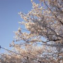 울산축협한우프라자(언양점) | 가족들과 작천정에서 벚꽃보고 축협 소고기 먹은 날🌸 (행복)