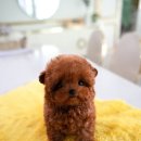 로즈향기 이미지