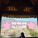 매화 어린이집 | 광양매화축제 평일 후기(26.3.16. 현황) 아기띠 메고 꽃보러 가기🌸