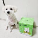 비숑 강아지 개껌 간식 잇츄 내돈내산 후기