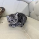 도그마루 고양이 강아지 무료분양 이미지