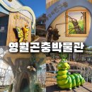 영월곤충박물관 | 기대가 컸던 영월곤충박물관 아쉬움만 가득