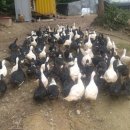 동녁골농장 이미지