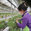 클로버농장 이미지