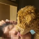 봉산로터리(안성시청) | [안성맞춤랜드] 안성맞춤 남사당 바우덕이 먹거리, 교통 꿀팁, 안성천 바우덕이 정보