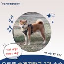 신월라온동물의료센터 | 다리 수술은 언제나 예은동물병원! 강아지 슬개골탈구 3기 수술