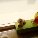 누렁이도 찰스로 이미지