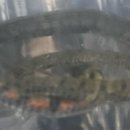 용동주유소 이미지