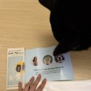 702 | 강아지소변검사키트 Cym702 솔직후기 | 반려동물소변검사로 건강 미리 체크하기