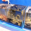 랍스터포차 이미지