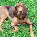 하운드펫 이미지