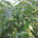 김남석농장 이미지