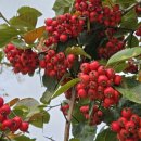 대성 여인숙 이미지