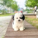 멍스타 김포강아지 분양 이미지