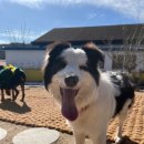 숲속댕토리애견유치원 이미지