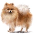 복실이 PC 이미지