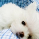 한동물병원 이미지