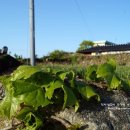 청산도 돌담민박 이미지