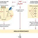 논문) Magnesium in Obesity, Metabolic Syndrome, and Type 2 Diabetes 이미지