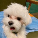 카페몽몽 이미지