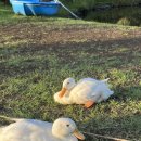 재은목장 이미지