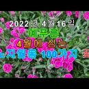 4월에 심는 노지월동 꽃 100가지 / 예푸른 동영상 / 터리국화, 도끼와 드래곤, 성주풀 등 이미지