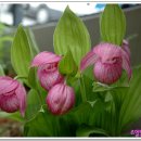 복주머니 이미지