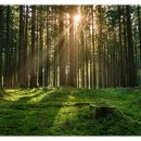 항암치료(화학요법) 중에 할 수 있는 자연적 보완 요법 ​ 이미지