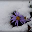 눈속에피는꽃 이미지