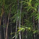 오죽헌시립박물관 이미지