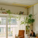 식물 인테리어 이미지