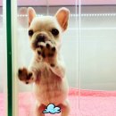 해피애견타운(Happy Pet Town) 이미지