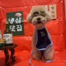 멍균관대 이미지