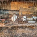 신기수목장 이미지