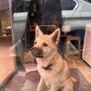 정성담은손칼국수 이미지