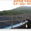 금산인삼 이미지