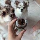 헬로멍뭉 | #23. 다이소 입점! 강아지 관절 영양제 직접 급여 후기, 강앙지영양제 추천 &#34;헬로마이펫 관절 영양제&#34;