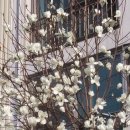 꽃피는언덕 이미지