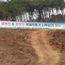 강산임업 - 춘천시 | 부여군임업후계자 식목행사에 나무심기했어요