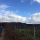 풍차랑 허브랑 이미지