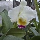 Cattleya quadricolor 'Grande Flora' x pincelada 'Andalucia' 이미지